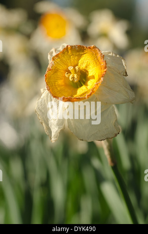 Tote und sterbende Narzissen Narzisse Blumen Flowerheads mit Faltenbildung, Tasse geformt Corella welken bei Sonnenschein im Frühling Stockfoto