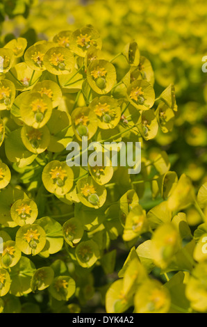 Mittelmeer-Wolfsmilch ungewöhnliche florale Scheiben Hochblätter zu einer Blüte Stockfoto