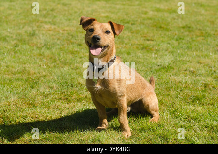 Voller Charakter und Spaß spielerisch kreuzen Border Terrier und Jack Russell Hunde bei Sonnenschein auf Rasen Stockfoto