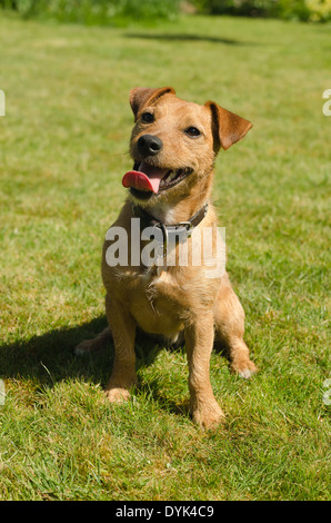 Voller Charakter und Spaß spielerisch kreuzen Border Terrier und Jack Russell Hunde bei Sonnenschein auf Rasen Stockfoto