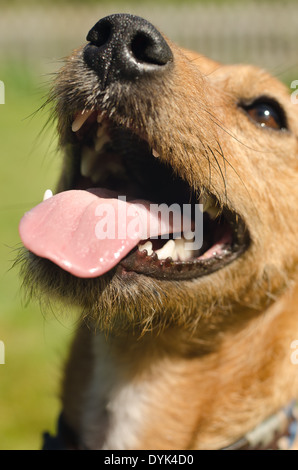 Voller Charakter und Spaß spielerisch kreuzen Border Terrier und Jack Russell Hunde bei Sonnenschein auf Rasen Stockfoto