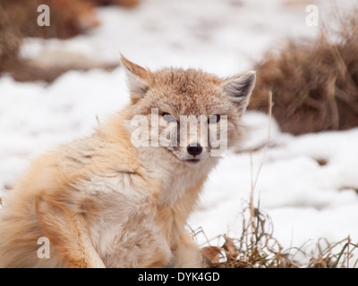 Ein schöner Swift-Fuchs (Vulpes Velox). Stockfoto