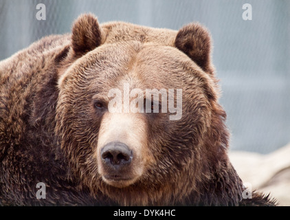 Ein Porträt von einem Erwachsenen Grizzlybär (Ursus Arctos Horribilis) in Gefangenschaft am Saskatoon-Forstwirtschaft-Bauernhof-Park und Zoo. Stockfoto