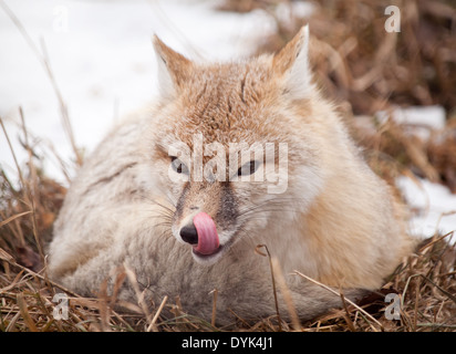 Ein schöner Swift-Fuchs (Vulpes Velox). Stockfoto