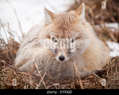 Ein schöner Swift-Fuchs (Vulpes Velox). Stockfoto