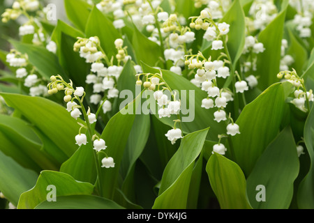 Reichlich Blumen und blühen Lilly des Tales im Frühjahr und Sommer Stockfoto