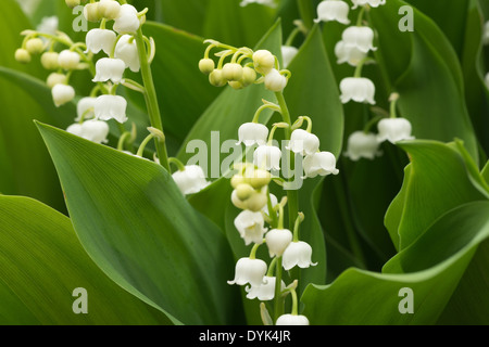 Reichlich Blumen und blühen Lilly des Tales im Frühjahr und Sommer Stockfoto