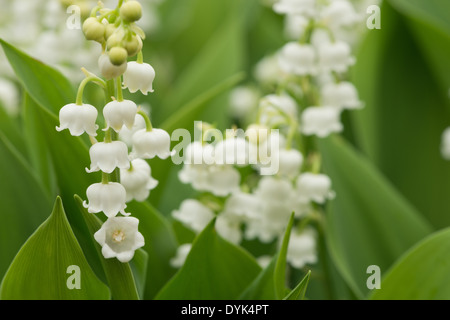 Reichlich Blumen und blühen Lilly des Tales im Frühjahr und Sommer Stockfoto