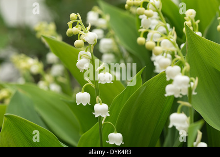 Reichlich Blumen und blühen Lilly des Tales im Frühjahr und Sommer Stockfoto