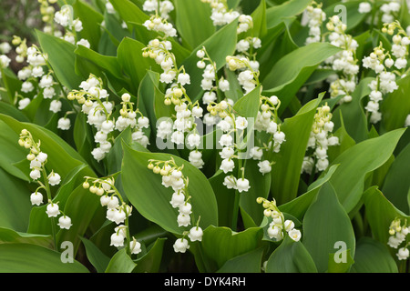 Reichlich Blumen und blühen Lilly des Tales im Frühjahr und Sommer Stockfoto