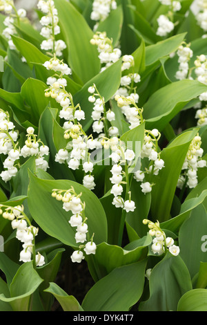 Reichlich Blumen und blühen Lilly des Tales im Frühjahr und Sommer Stockfoto