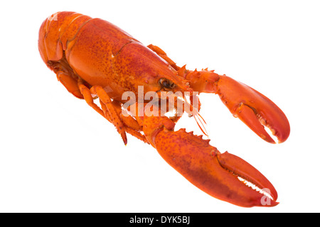 Gekochte ganzen Hummer - Studio mit einem weißen Hintergrund erschossen Stockfoto