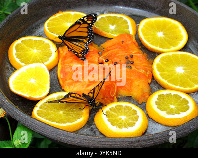ein paar schöne Schmetterlinge Danaus Plexippus oder Monarch-Schmetterling Stockfoto