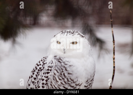 Eine weibliche Schnee-Eule (Bubo Scandiacus) in Gefangenschaft bei den Saskatoon-Forstwirtschaft-Bauernhof-Park und Zoo in Saskatoon, Kanada. Stockfoto