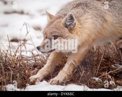 Ein schöner Swift-Fuchs (Vulpes Velox). Stockfoto