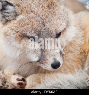 Ein schöner Swift-Fuchs (Vulpes Velox). Stockfoto