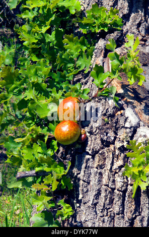 Zwei runde, bräunlich-rote Eichenapfelgallen wachsen auf einem Zweig einer weißen Eiche in einem Wald in Virginia. Stockfoto