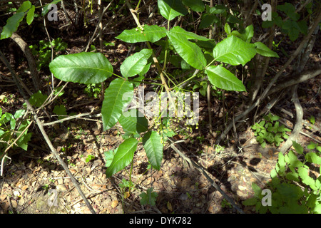 Gifteiche - Toxicodendron Diversilobum, ein holziger Strauch oder eine Weinrebe, die beim Menschen allergische Reaktionen hervorrufen kann. Stockfoto