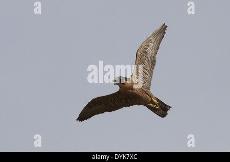 Wanderfalken fliegen Arizona-Sonora-Wüste Stockfoto