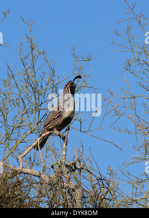 Die Gambels Wachteln in Paleo Verde Baum Arizona Sonoran Wüste Vogel Stockfoto