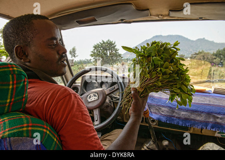 Kau Qat (Khat), eine stimulierende Pflanze, die in Jemen und Äthiopien beliebt ist Stockfoto