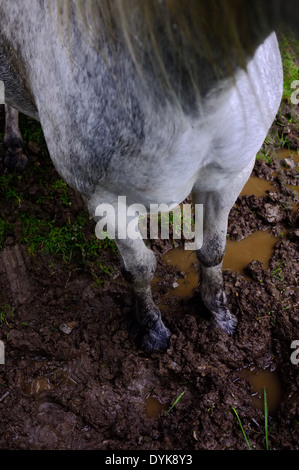 Weißes Pferd stehend im Schlamm Stockfoto