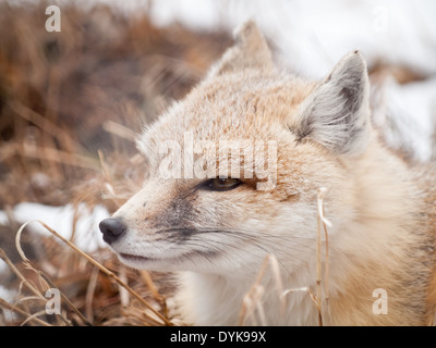 Ein schöner Swift-Fuchs (Vulpes Velox). Stockfoto