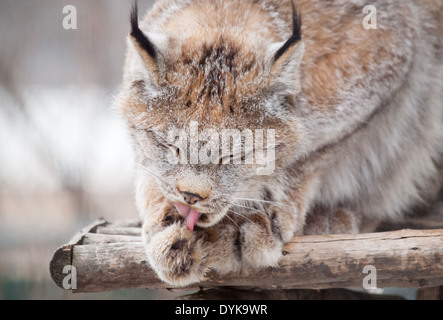 Ein Kanada-Luchs (Lynx Canadensis), in Gefangenschaft in Saskatoon-Forstwirtschaft-Bauernhof-Park und Zoo, seine Pfoten zu lecken. Stockfoto