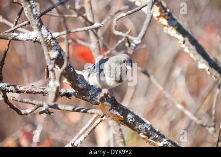 Ein Erwachsener Schiefer – farbige Junco (Junco Hyemalis Hyemalis), eine Unterart der ein dunkel-gemustertes Junco (Junco Hyemalis). Stockfoto