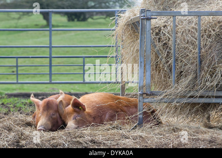 Tamworth Schweine durch eine Heu-bin in einem geschlossenen Raum schlafen Stockfoto