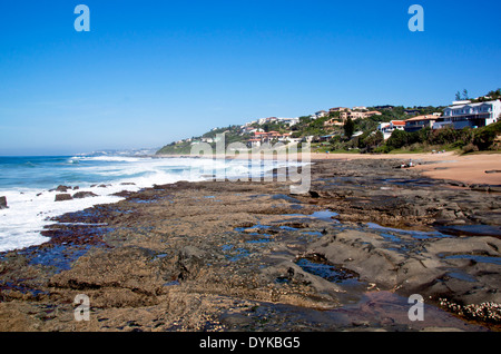 Barnacle und Limpet bedeckt Felsen bei Ebbe Stockfoto