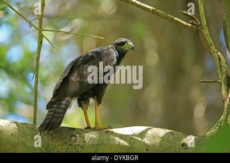 Große Black Hawk (Buteogallus Urubitinga) Stockfoto