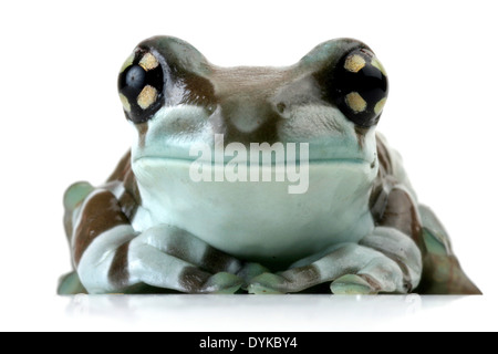 Amazonas Baldachin Frosch (Phrynohyas Resinifictrix) heraus geschnitten. Stockfoto