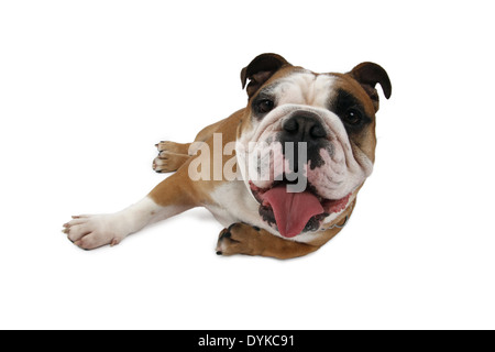 Englische Bulldogge, Canis Lupus F. Familiaris, englische Bulldogge Stockfoto