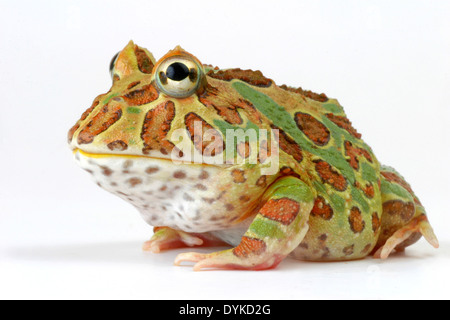 argentinische gehörnten Frosch, Frosch Pacman (Ceratophrys Ornata), zwei Personen nebeneinander sitzen Stockfoto