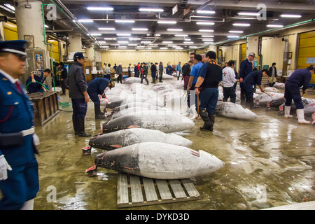 TOKYO, JAPAN - Oktober 25: Thunfisch für Auktion im Tsukiji-Fischmarkt am 25. Oktober 2013 in Tokio. Fischmarkt von Tokio ist der größte Stockfoto