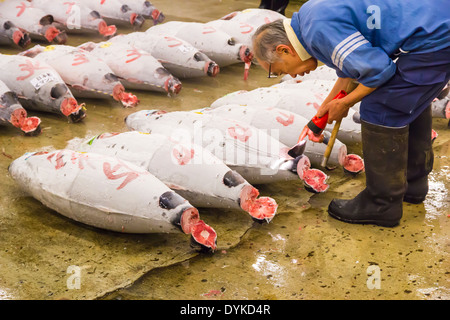 TOKYO, JAPAN - Oktober 25: Thunfisch für Auktion im Tsukiji-Fischmarkt am 25. Oktober 2013 in Tokio. Fischmarkt von Tokio ist der größte Stockfoto