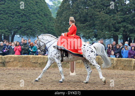 Sonntag, 20. April 2014. Der weiße Pferde Hannover führen ein Pferd Ballett für König George I - Großbritanniens erste Hannoveraner König - als Teil der "Glorreichen Georges" Saison der Ereignisse. Janna Behrens. Hampton Court Palace, East Molesey, Surrey, England, Vereinigtes Königreich, Europa. Bildnachweis: Ian Flasche/Alamy Live-Nachrichten Stockfoto