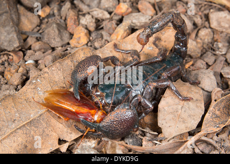 Kaiser scorpion (Pandinus imperator) Essen eine Kakerlake, Ghana. Stockfoto
