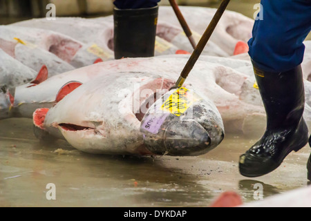 TOKYO, JAPAN - Oktober 25: Thunfisch für Auktion im Tsukiji-Fischmarkt am 25. Oktober 2013 in Tokio. Fischmarkt von Tokio ist der größte Stockfoto