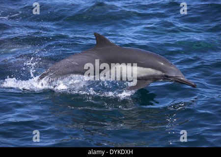 Kapdelfin (Delphinus Capensis) Springt, springen Stockfoto