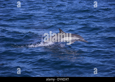 Kapdelfin (Delphinus Capensis) Springt, springen Stockfoto