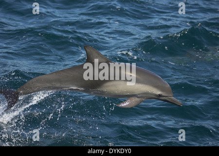 Kapdelfin (Delphinus Capensis) Springt, springen Stockfoto