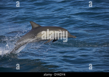 Kapdelfin (Delphinus Capensis) Springt, springen Stockfoto