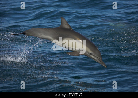 Kapdelfin (Delphinus Capensis) Springt, springen Stockfoto