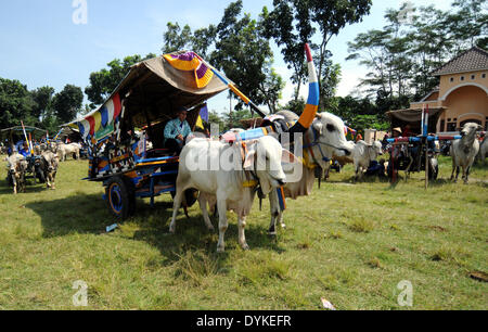 Yogyakarta, Indonesien. 21. April 2014. Die Teilnehmer fahren Ochsenkarren während eines Ochsen-Kartrennen in Sleman, Yogyakarta, Indonesien, 21. April 2014. Die Ochsen Wagen Rennveranstaltung fand weiterhin Ochsenkarren als eine traditionelle Art der Fortbewegung sowie um Touristen anzuziehen. Bildnachweis: Oka Hamied/Xinhua/Alamy Live-Nachrichten Stockfoto