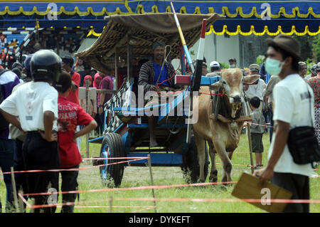 Yogyakarta, Indonesien. 21. April 2014. Ein Teilnehmer reitet seine Ochsenkarren während eines Ochsen-Kartrennen in Sleman, Yogyakarta, Indonesien, 21. April 2014. Die Ochsen Wagen Rennveranstaltung fand weiterhin Ochsenkarren als eine traditionelle Art der Fortbewegung sowie um Touristen anzuziehen. Bildnachweis: Oka Hamied/Xinhua/Alamy Live-Nachrichten Stockfoto