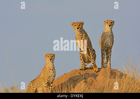 Drei Geparden, Blick von oben auf eine Termite-Hügel in der Masai Mara Stockfoto