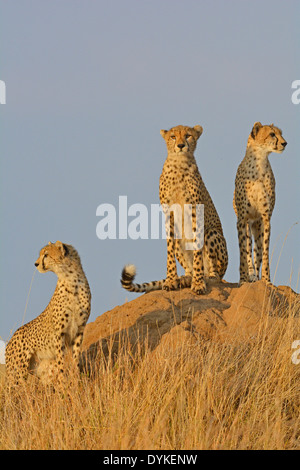 Drei Geparden, Blick von oben auf eine Termite-Hügel in der Masai Mara Stockfoto
