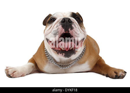 Englische Bulldogge, Canis Lupus F. Familiaris, englische Bulldogge Stockfoto